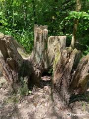 Clanger Wood