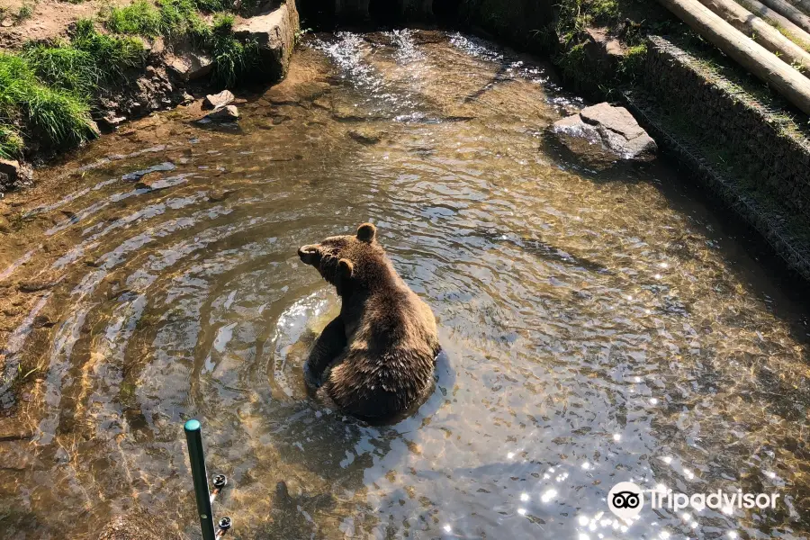 Alternative Wolf and Bear Park Black Forest