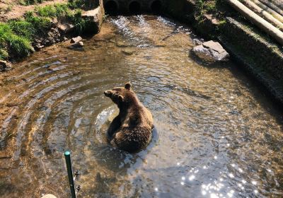 Alternative Wolf and Bear Park Black Forest