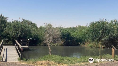 Azraq Wetlands Reserve