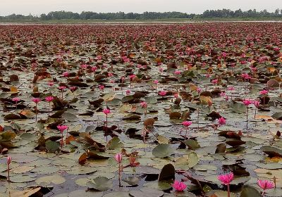 Thale Noi Waterbird Park