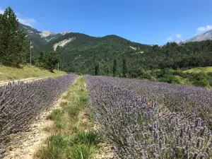 Distillerie des 4 Vallees