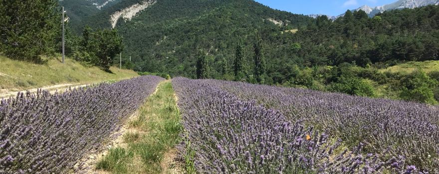 Distillerie des 4 Vallees