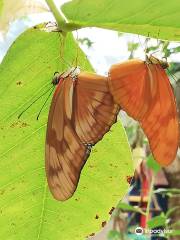 Butterfly Sanctuary Mariposario Jardin Magico