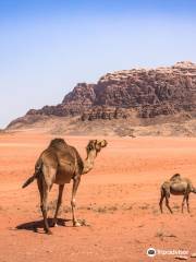 Wadi Rum Desert Home