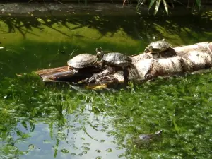 Parc Zoologique de Maubeuge