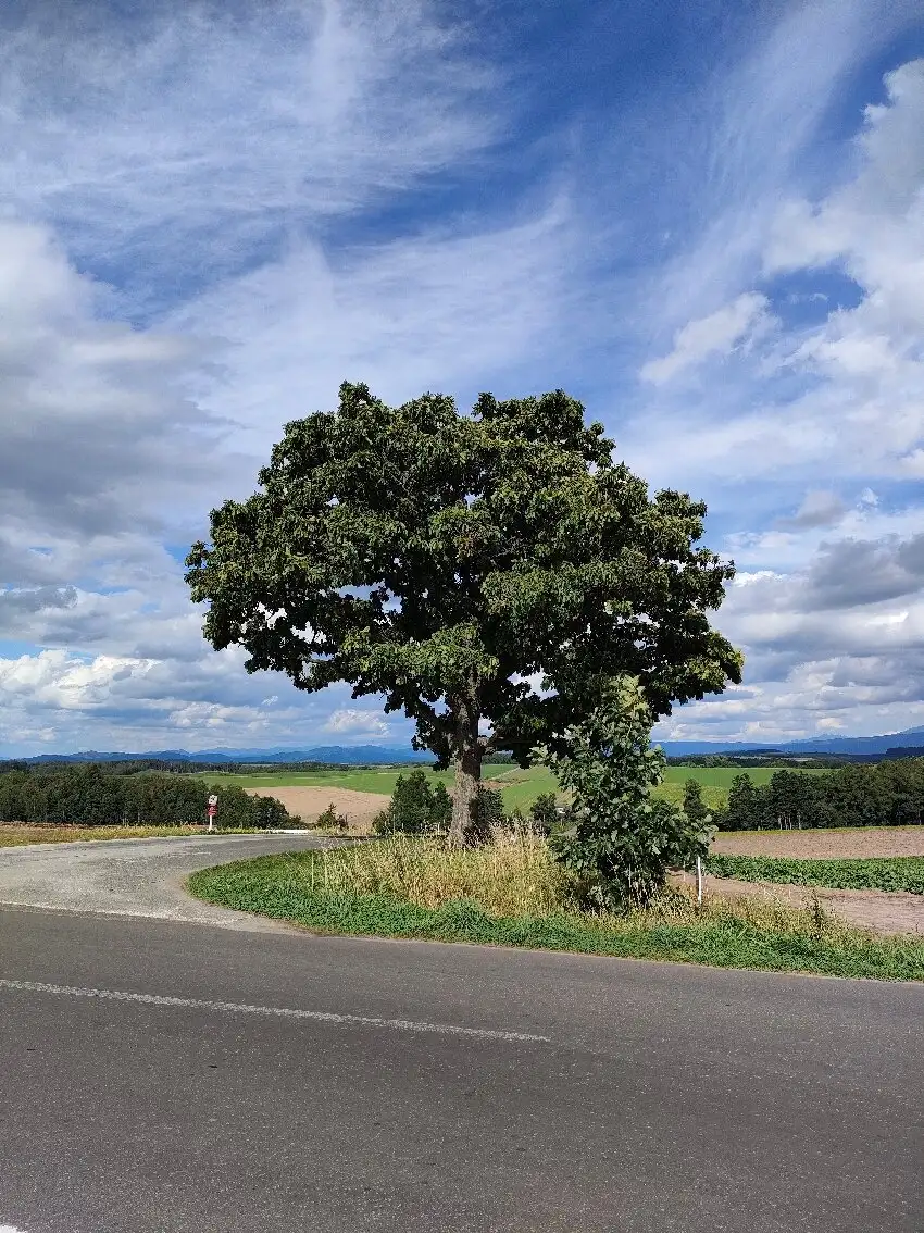 4_Seven Stars Tree