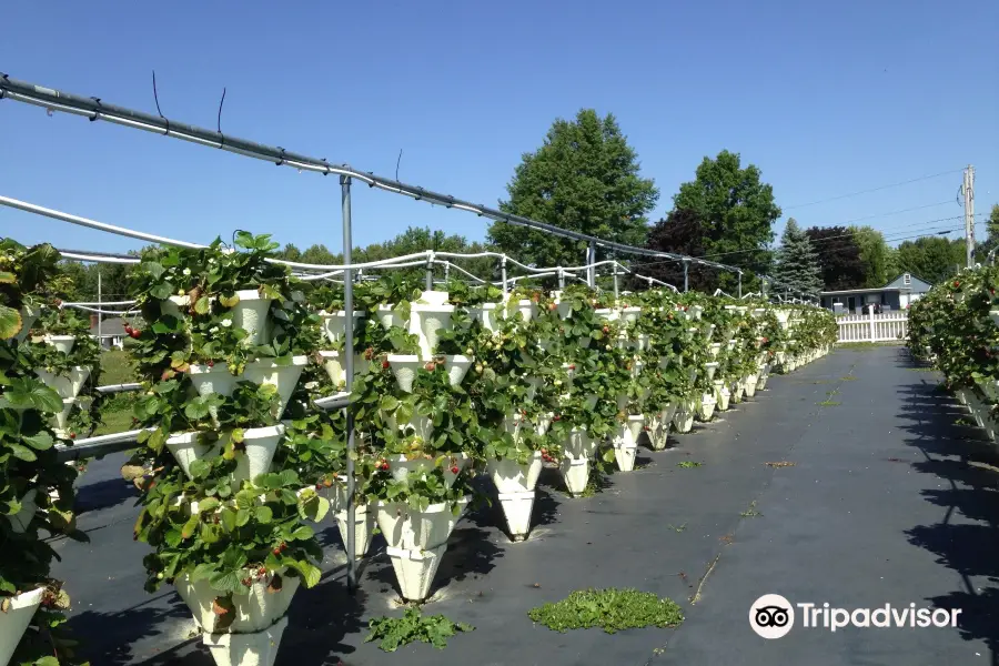 Strawberry Fields Hydroponic Farm