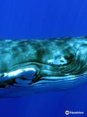 Tongan Expeditions Dive & Whale Watching