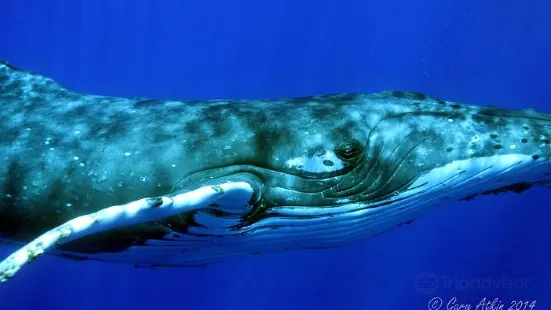 Tongan Expeditions Dive & Whale Watching