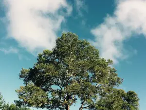 Fundo Anique