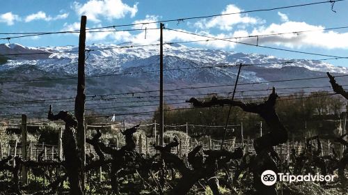 Tenuta delle Terre Nere Azienda Vinicola