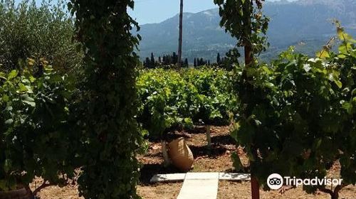 Hatziemmanouil Vineyards