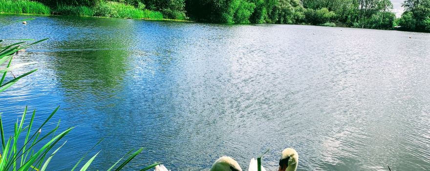 Sugar Mill Ponds