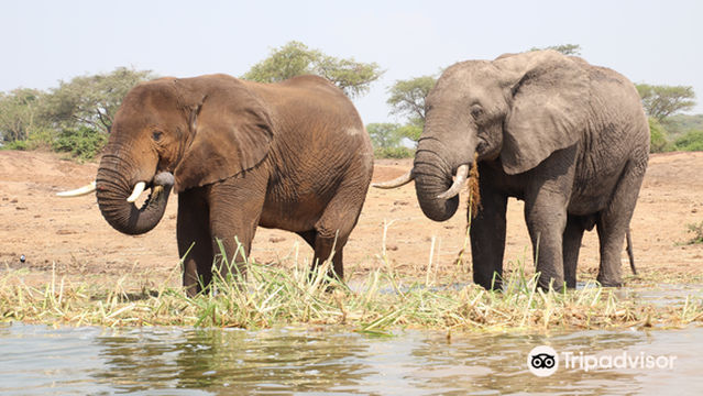 Mambo Gorilla Safaris Uganda