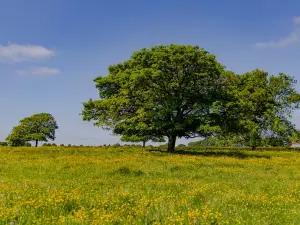 Beverley Westwood