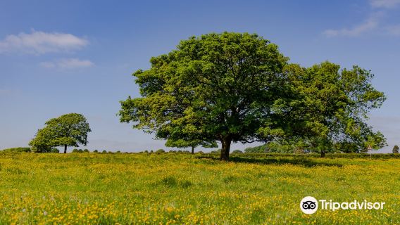 Beverley Westwood