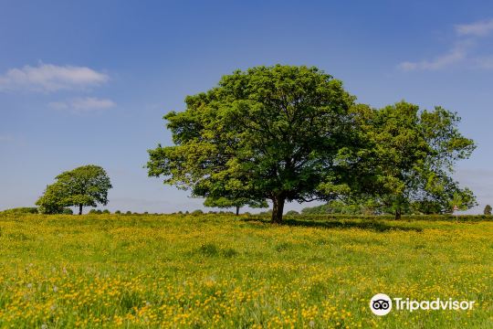 Beverley Westwood