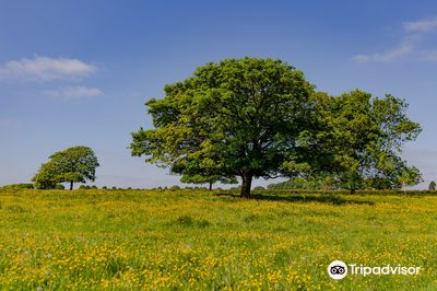 Beverley Westwood