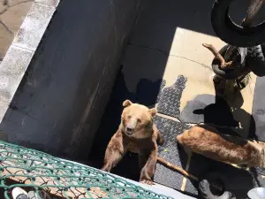 Cherokee Bear Zoo