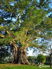 Canlaon City - Century Tree Dalakit