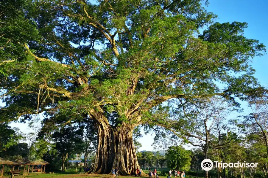 Canlaon City - Century Tree Dalakit