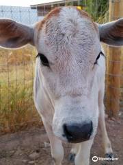 Ghost Ranch Exotics and Funny Foot Farm