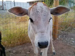 Ghost Ranch Exotics and Funny Foot Farm