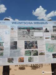 Welwitschia Plains
