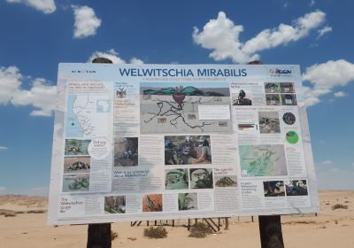 Welwitschia Plains