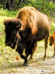 Lone Elk Park