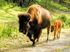 Lone Elk Park