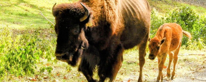 Lone Elk Park