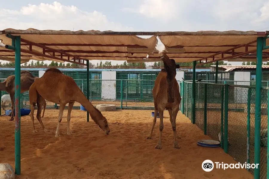 Ras Al Khaimah Zoo