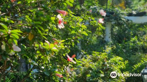 Jardin de Orquideas de Sitio Litre