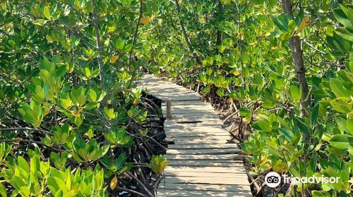 Honko Community-Based Mangrove Reserve