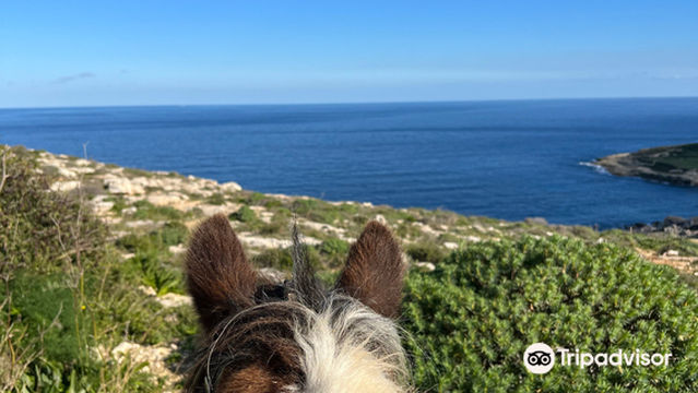 Gozo Stables Horse-Riding