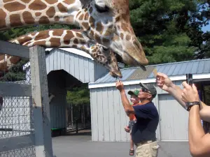 adirondack animal land