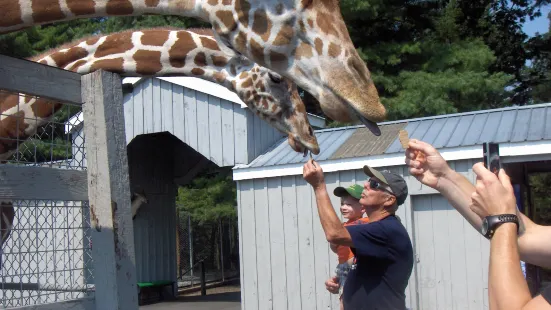 adirondack animal land