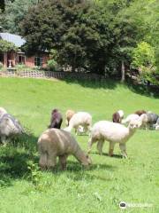 Kooinda Alpacas