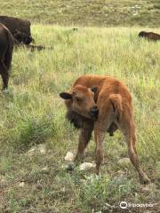 Plumlee Buffalo Ranch