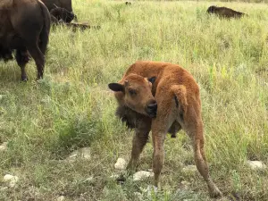 Plumlee Buffalo Ranch