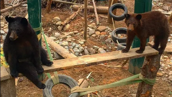 Adirondack Wildlife Refuge and Rehab Center