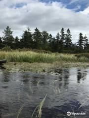 South Bog Interpretive Trail