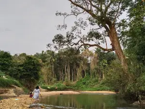 Ponmudi Hill Station