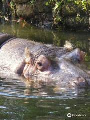 Ellie Schiller Homosassa Springs Wildlife State Park