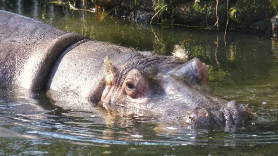 Ellie Schiller Homosassa Springs Wildlife State Park