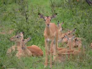 Pabeni Gate Kruger National Park