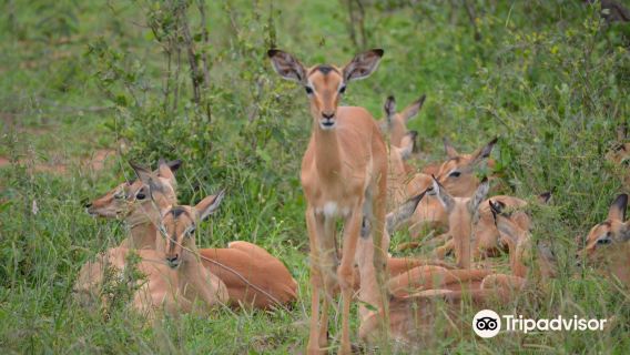 Phabeni Gate - Kruger National Park
