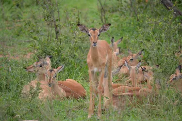 Phabeni Gate - Kruger National Park